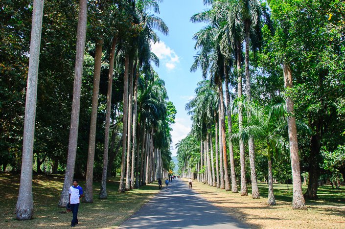 جانب من الحديقة سريلانكا كاندي