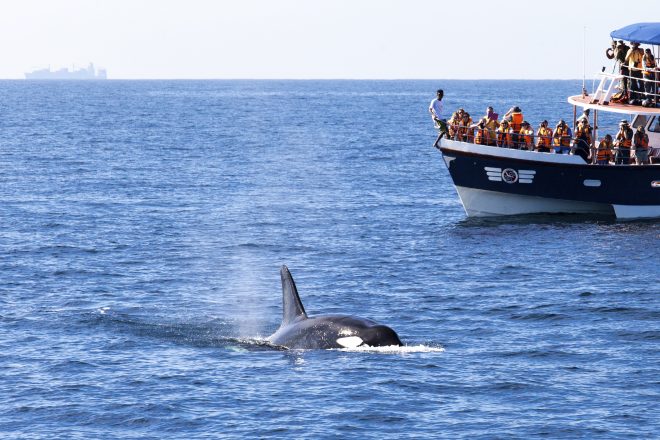 الحوت في سيريلاكا