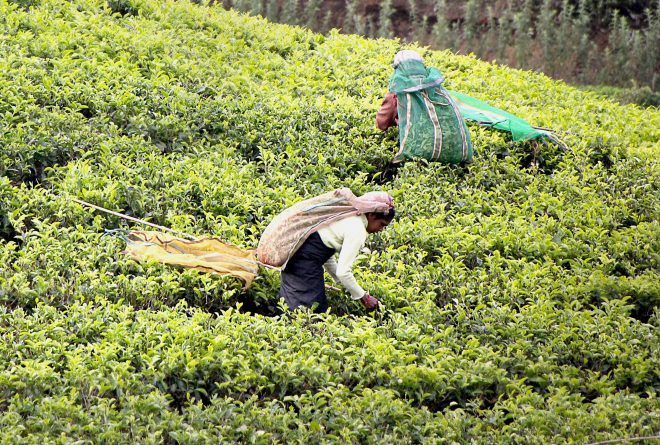 مزارع الشاي في سريلانكا